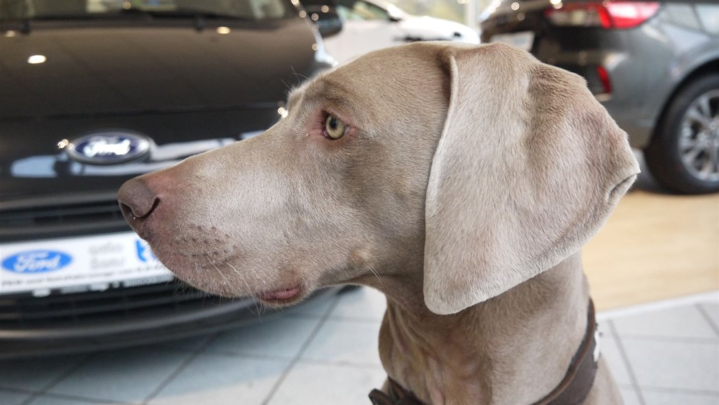 Unser Haus- und Hofhund Elroy
